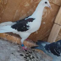 کفتر پرشی نر