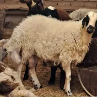 بره نر