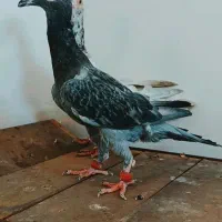 کفتر سار و پولک کاریر اصیل