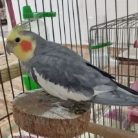 عروس هلندی نر