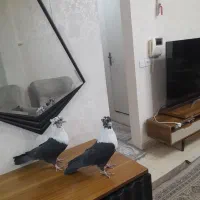 کفتر طوقی|پرنده|اهواز, امانیه|دیوار