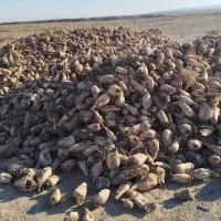 چغندر قند|خدمات باغبانی و درختکاری|پلدشت, |دیوار