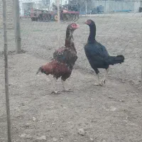 لاری افقان|حیوانات|آق قلا, |دیوار