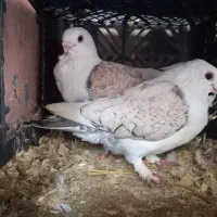 کبوتر بلژیکی