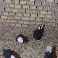 سوسنگردروستای مرعی|پرنده|سوسنگرد, |دیوار