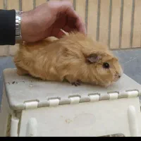 خوکچه هندی ،دوساله ،ماده ، سالم و وسرزنده|موش و خرگوش|اصفهان, برازنده|دیوار