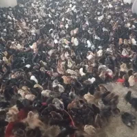 جوجه محلی 5روزه