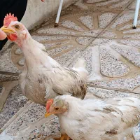 جوجه خروس ماهه