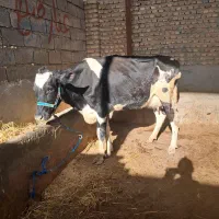 گاو شیری|حیوانات مزرعه|گنبد کاووس, |دیوار