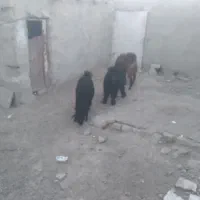 حیوانات مزرعه