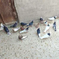 رنگی شهری پلاکی|پرنده|شیراز, جمال آباد|دیوار