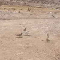 ۸ عدد کبوتر|پرنده|شیراز, انجیره|دیوار