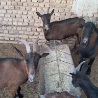 بز و نربزالپاین اصل