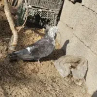 کبوتر پرشی