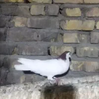 دو عدد کبوتر صید