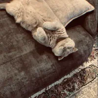 گربه اسکاتیش فولد آماده جفتگیری با سابقه درخشان|گربه|مشهد, شهید مطهری|دیوار