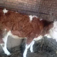 گوساله سیمینتال