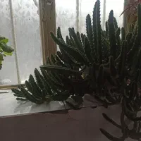 گل طبیعی|گل و گیاه طبیعی|سنندج, |دیوار