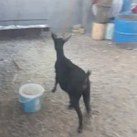 یکعددشیرمو..مورسیاهسانناصلفروشی|حیوانات مزرعه|قائن, |دیوار