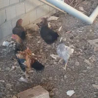 مرغ و خروس لاری و محلی|حیوانات مزرعه|بسطام, |دیوار