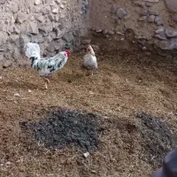 خروس هم فن حریف چینی اصل
