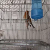 سهره قناری دهن لر|پرنده|ری, شهرک نظامی|دیوار