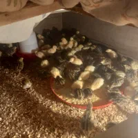 جوجه  بلدرچین|حیوانات مزرعه|تربت‌حیدریه, بالا ولایت|دیوار