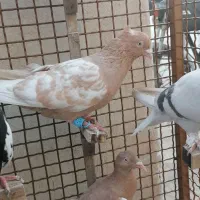 7 عدد کبوتر هوایی بازی کن با گنجه|پرنده|شیراز, نیستان|دیوار