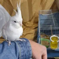 عروس نر و ماده جفت مولد|پرنده|کرج, کلاک بالا|دیوار