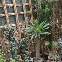 گل و کاکتوس