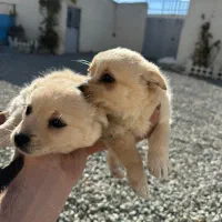 واگزاری پامر اشپیتز|سگ|شاهدشهر, |دیوار