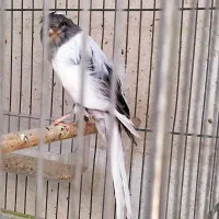 قناری بلند|پرنده|شیراز, فضلآباد|دیوار