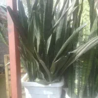 دوعدد گل باگلدان سانسوریا هرکدام پانصدتومان