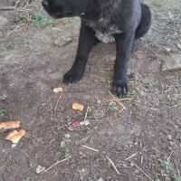 توله ۴ ماهه