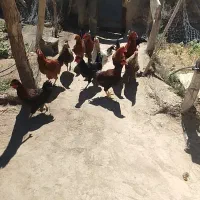 فروش یکجای نیمچه خروس ۶ ماهه