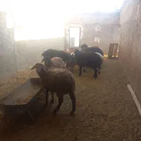 بره سبک باب پرواربندی