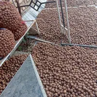 گردو اصل تویسرکان همدان   ارگانیک|خوردنی و آشامیدنی|تهران, میرداماد|دیوار