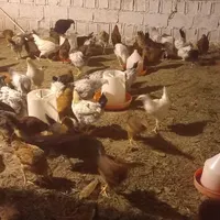 اسب اصیل نریان عرب وکرد وفروش تعدادی مرغو خروس