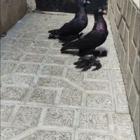 کبوتر جفت قره آغ گوز آغ دمدیح
