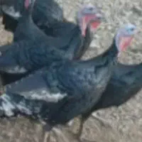 فروش بوقلمون