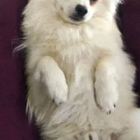 گمشده|حیوانات|بجنورد, |دیوار