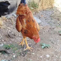 فروش سه عدد خروس پنج ماهه