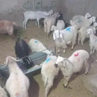گوسفند زنده باقراباد|حیوانات مزرعه|کرمان, |دیوار