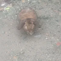 کهنوج|موش و خرگوش|کهنوج, |دیوار