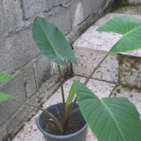 گل بابا آدم وشعمدونی