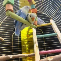 طوطی برزیلی بهترین نژاد|پرنده|قدس, شهر‌قدس|دیوار