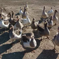 غاز محلی|حیوانات مزرعه|اسلام آباد, |دیوار