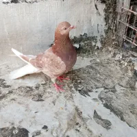 کبوتر انگلیسی