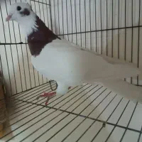 طوقی عتیقه عشق باز|پرنده|ایلام, |دیوار