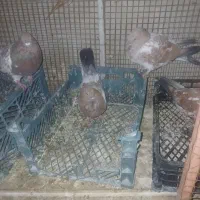 فروشی|پرنده|ایذه, |دیوار